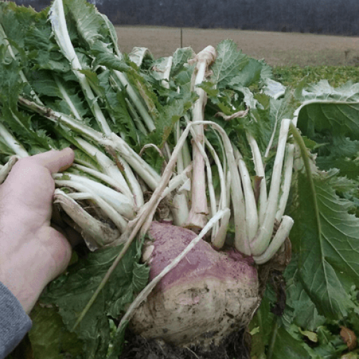 Pasja Hybrid Turnip
